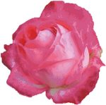 (image for) Blooming Rose